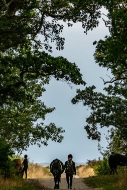 Copenhagen, Denmark,  A young woman tends to her horse on the beach in the Amager nature reserve