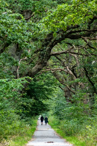 Copenhagen Denmark Sept 2022 Couple Walking Pth Woods Amager Nature — Stockfoto