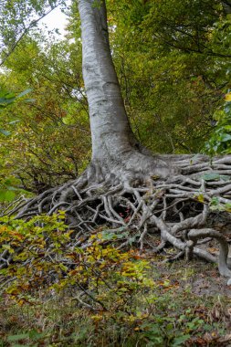 Monsklint, Danimarka Ormandaki tebeşir gibi bir yamaçta korunmasız ağaç kökleri.