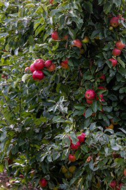 Svendborg, Danimarka, 5 Ekim 2022 Sonbaharda bir elma bahçesi