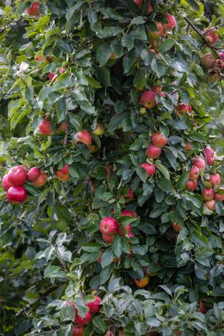 Svendborg, Danimarka, 5 Ekim 2022 Sonbaharda bir elma bahçesi