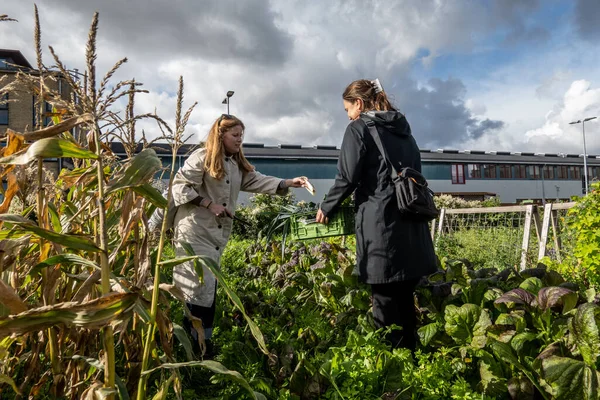 Copenhague Dinamarca Dos Festival Cosecha Isla Reffen Recogiendo Verduras Para —  Fotos de Stock