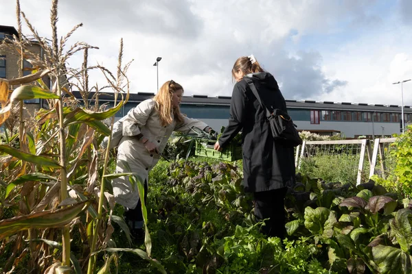 Kopenhagen Denmark Dua Festival Panen Pulau Reffen Memetik Sayuran Untuk — Stok Foto