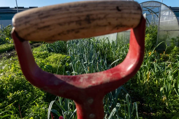 코펜하겐 섬에서 곡물식을 손잡이를 채소를 재배하는 — 스톡 사진