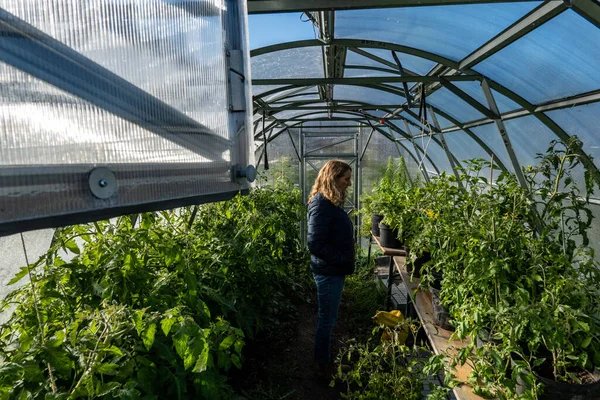 Copenhague Dinamarca Una Mujer Invernadero Jardín Público Festival Harvest Isla —  Fotos de Stock