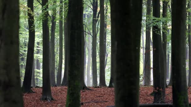 Copenhague Dinamarca Hombre Camina Por Bosque Buscando Setas — Vídeos de Stock