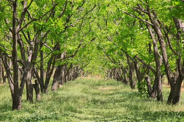 Potongan-potongan pohon kastanye di hutan — Stok Foto