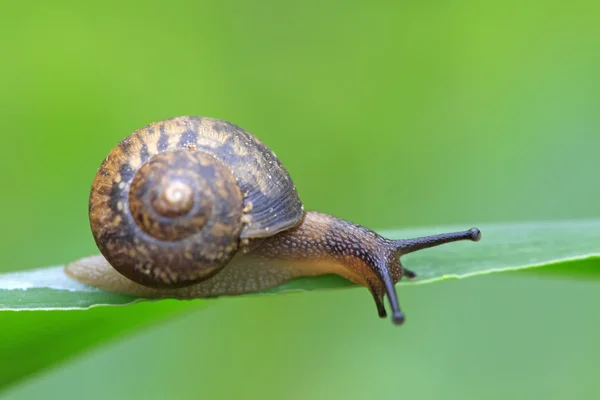 Snail — Stock Photo, Image