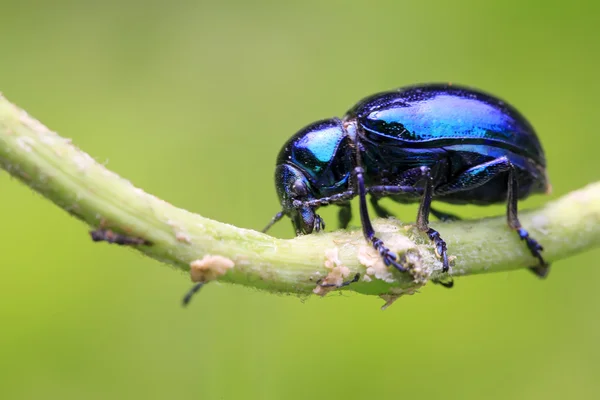 Purple leaf beetle — Stock Photo, Image