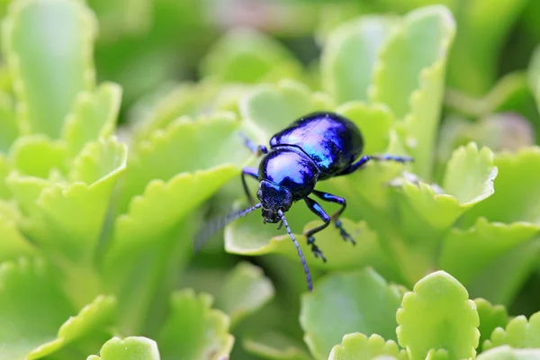 Purple leaf beetle — Stock Photo, Image
