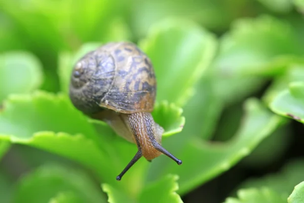 Snail — Stock Photo, Image