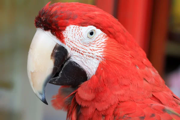 Red scarlet macaw in a zoo — Stock Photo, Image