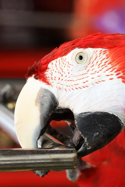 Bir hayvanat bahçesi kırmızı scarlet Amerika papağanı — Stok fotoğraf