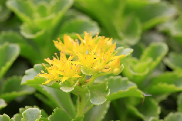 Crassulaceae plants in the plant — Stock Photo, Image