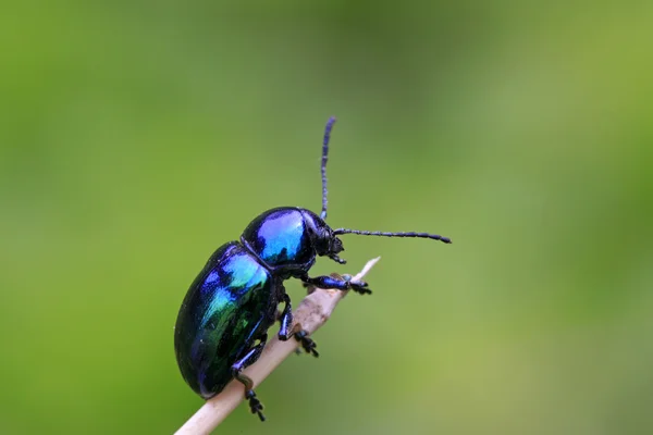 Purple leaf beetle — Stock Photo, Image