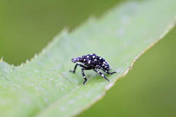 Fulgoroidea insects — Stock Photo, Image