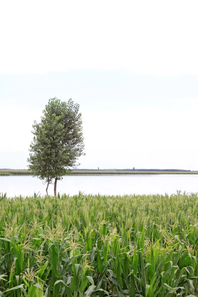 Mais e alberi nel diluvio, Luannan, Hebei, Cina . — Foto Stock