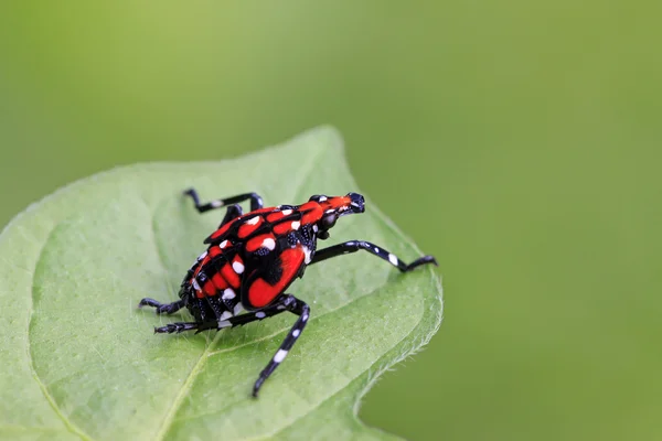 Fulgoroidea insects — Stock Photo, Image