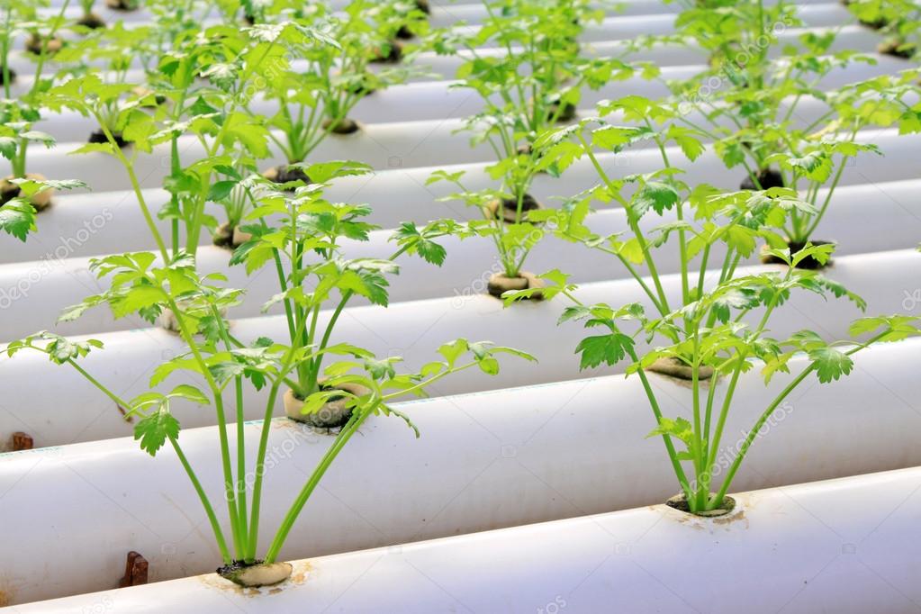 Celery cultivation in a plantation, China Stock Photo by ©junrong 31637495