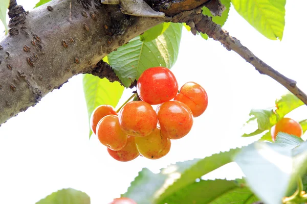 Cherry in a plantation — Stock Photo, Image