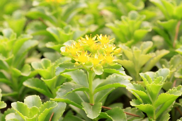 Crassulaceae plants in the plant — Stock Photo, Image