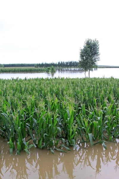 Jagung dan pohon dalam banjir, Luannan, Hebei, Cina . — Stok Foto