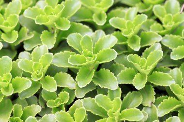 Crassulaceae bitkiler bitki