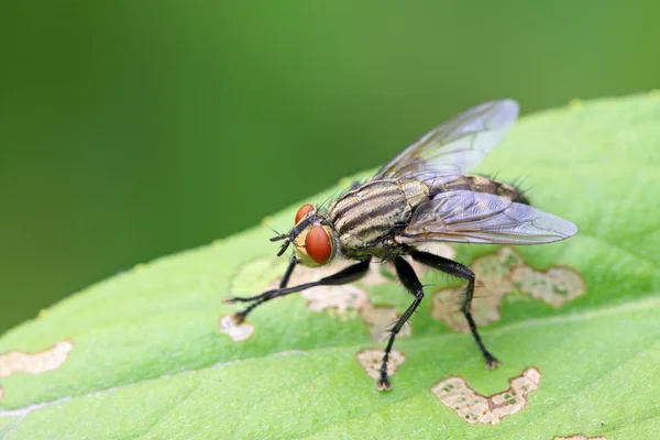 Closeup of tachina fly — Stock Photo, Image
