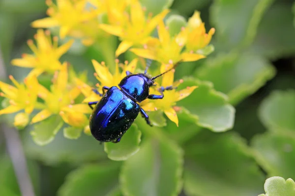 Purple leaf beetle — Stock Photo, Image