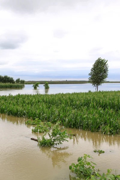 Maize and trees in the flood, Luannan, Hebei, China. — Stock Photo, Image