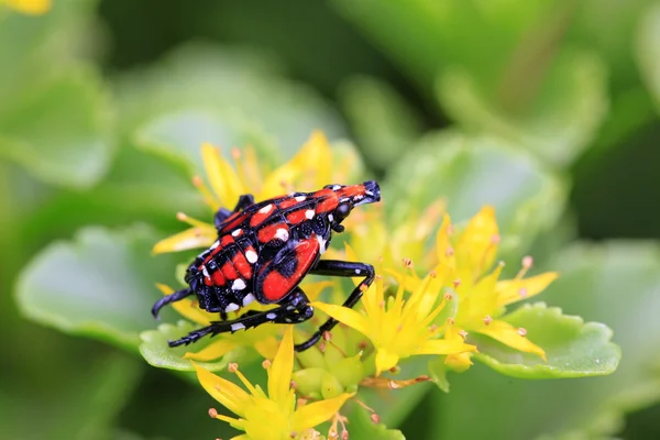 Fulgoroidea insects — Stock Photo, Image