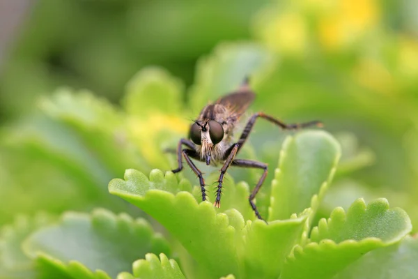 Insects — Stock Photo, Image