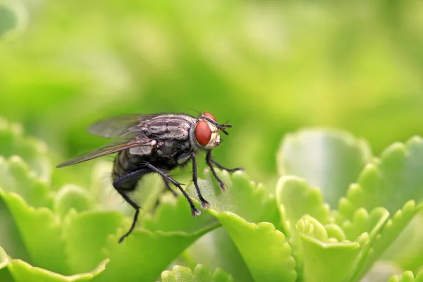 Closeup of flies — Stock Photo, Image