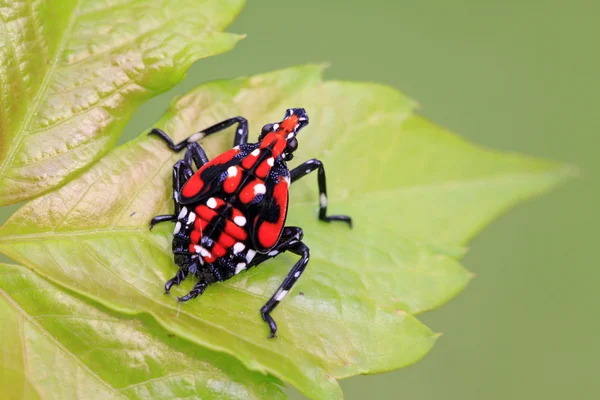 Fulgoroidea insects — Stock Photo, Image