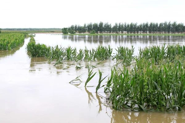 Кукуруза в паводковых водах, Луаннан, Хэбэй, Китай . — стоковое фото