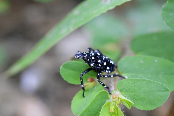 Fulgoroidea έντομα — Φωτογραφία Αρχείου