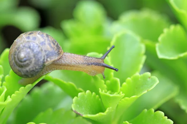 Snail — Stock Photo, Image