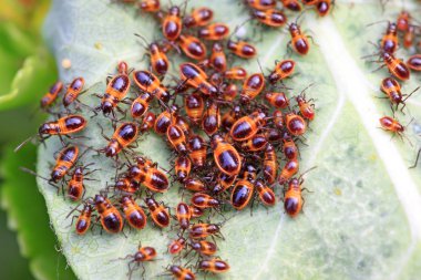 çekirke böcekler vahşi doğada