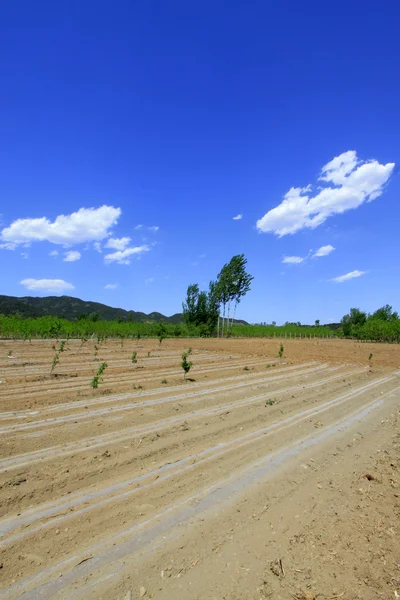 Campos bajo el cielo azul y nubes blancas — Foto de Stock