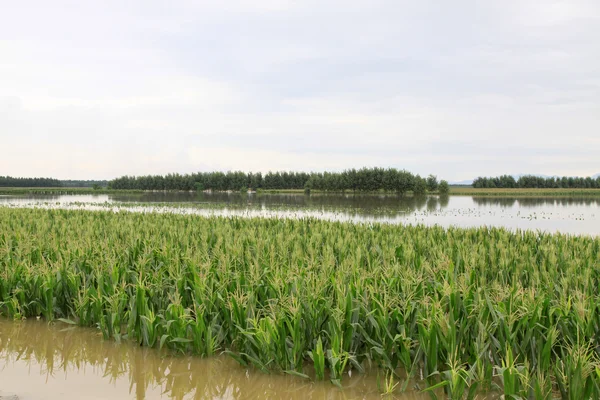 玉米在洪水、 滦南、 河北省. — 图库照片