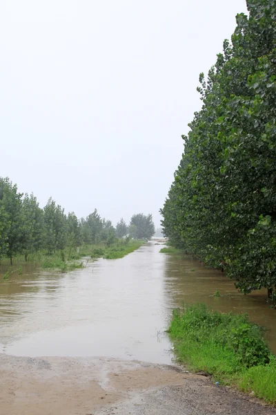 Pohon dalam banjir, Luannan, Hebei, Cina . — Stok Foto