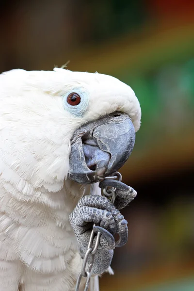 Papagal alb într-o grădină zoologică — Fotografie, imagine de stoc