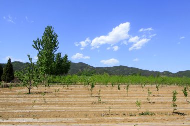 Mavi gökyüzü ve beyaz bulutların altındaki alanlar