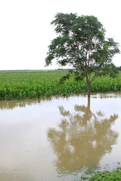 Maíz y árboles en la inundación, Luannan, Hebei, China . — Foto de Stock