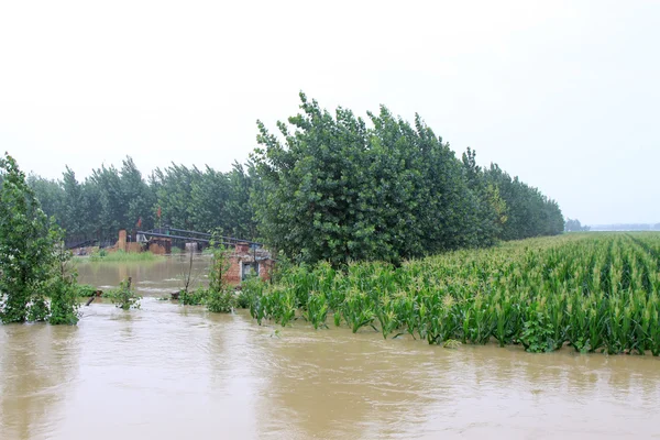 Byggnader och träd i översvämningar, luannan, hebei, Kina. — Stockfoto