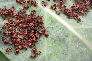 çekirke böcekler vahşi doğada
