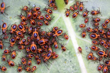 çekirke böcekler vahşi doğada