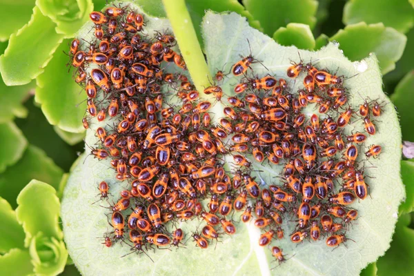 çekirke böcekler vahşi doğada