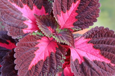 closeup coleus bitkiler