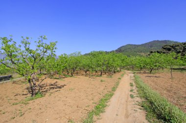 bir ormandaki kestane ağaçları parçaları